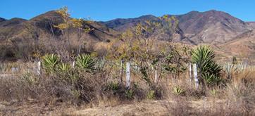 El Rey - Oaxaca, Mexico